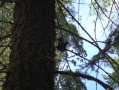 Sequoia NP